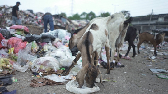 Potret Kambing Pemakan Sampah di Ibu Kota