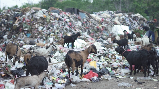 Potret Kambing Pemakan Sampah di Ibu Kota