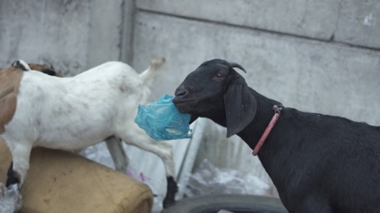 Potret Kambing Pemakan Sampah di Ibu Kota