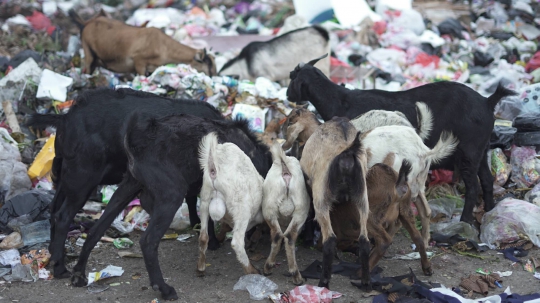 Potret Kambing Pemakan Sampah di Ibu Kota