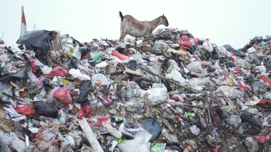 Potret Kambing Pemakan Sampah di Ibu Kota