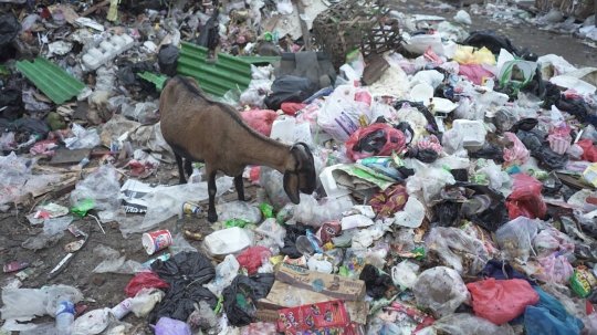 Potret Kambing Pemakan Sampah di Ibu Kota