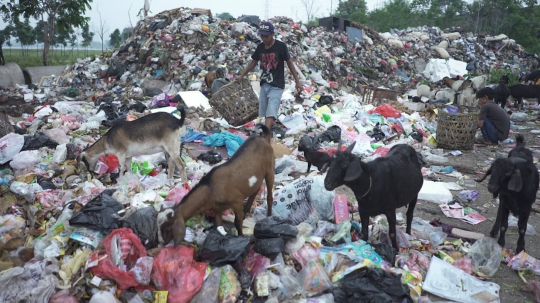 Potret Kambing Pemakan Sampah di Ibu Kota