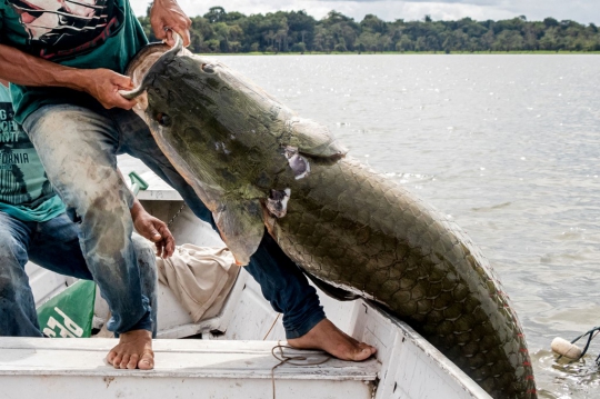 Memburu Raksasa Amazon di Tengah Populasinya yang Melimpah