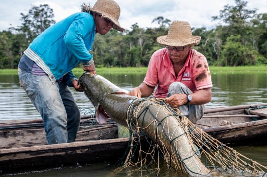 Memburu Raksasa Amazon di Tengah Populasinya yang Melimpah