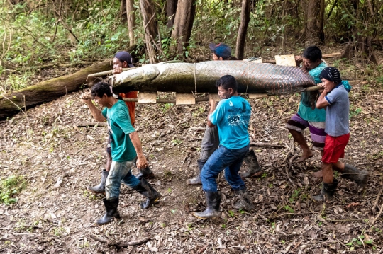 Memburu Raksasa Amazon di Tengah Populasinya yang Melimpah