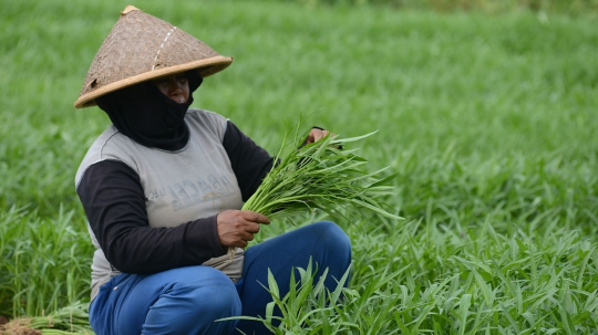 Aktivitas Petani Kangkung Manfaatkan Lahan Kosong di KBT Cakung