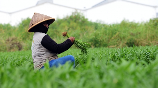 Aktivitas Petani Kangkung Manfaatkan Lahan Kosong di KBT Cakung