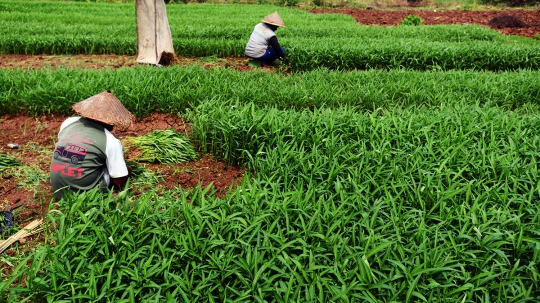 Aktivitas Petani Kangkung Manfaatkan Lahan Kosong di KBT Cakung