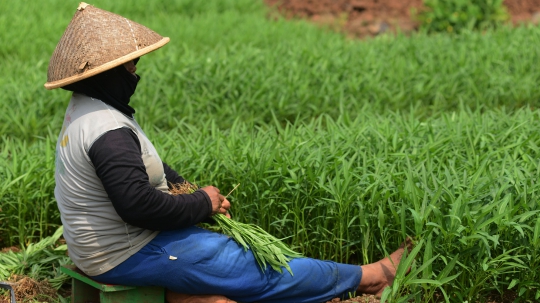 Aktivitas Petani Kangkung Manfaatkan Lahan Kosong di KBT Cakung