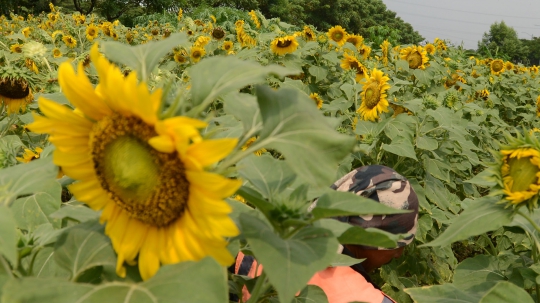 Mengintip Perawatan Taman Bunga Matahari di BKT