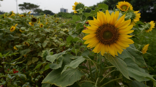 Mengintip Perawatan Taman Bunga Matahari di BKT