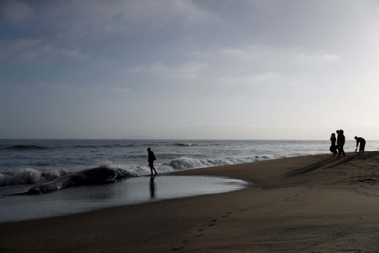 Paus Abu-Abu Terdampar di Pantai San Fransisco