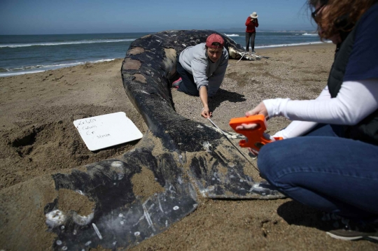 Paus Mati Terdampar Jadi Tontonan Warga di Pantai California