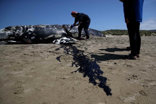 Paus Mati Terdampar Jadi Tontonan Warga di Pantai California