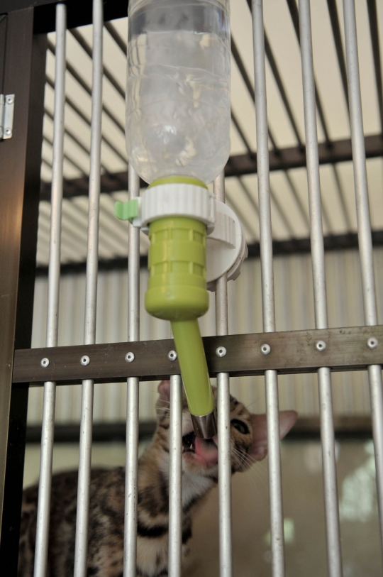 Jelang Lebaran, Penitipan Kucing Ramai Didatangi Warga