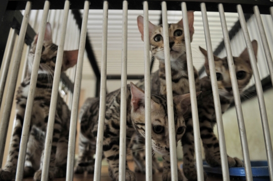 Jelang Lebaran, Penitipan Kucing Ramai Didatangi Warga