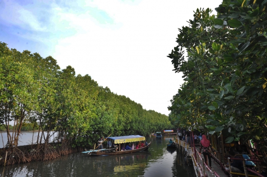 Mengunjungi Wisata Mangrove Murah Meriah di Bekasi