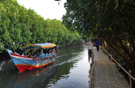 Mengunjungi Wisata Mangrove Murah Meriah di Bekasi