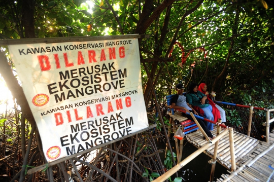 Mengunjungi Wisata Mangrove Murah Meriah di Bekasi