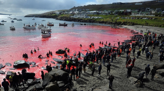 Sadisnya Tradisi Pembantaian Paus di Kepulauan Faroe