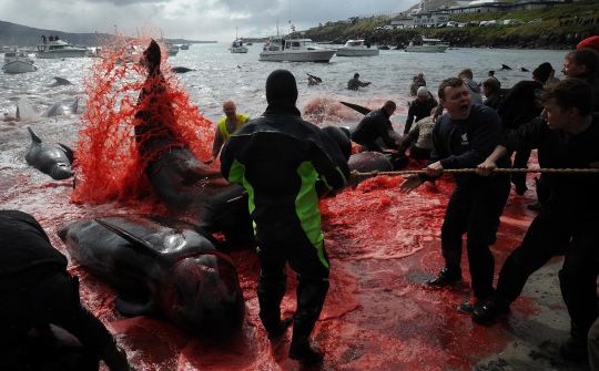 Sadisnya Tradisi Pembantaian Paus di Kepulauan Faroe