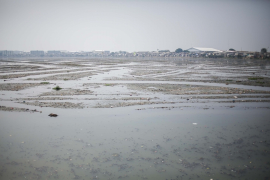 Surut, Waduk Pluit Kotor dan Bau