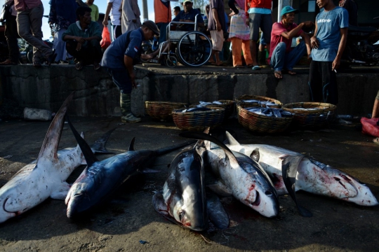 Geliat Perburuan Hiu di Aceh