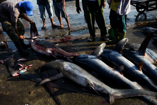 Geliat Perburuan Hiu di Aceh