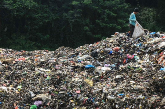 Pasukan Larva Pengurai Sampah di Banyumas