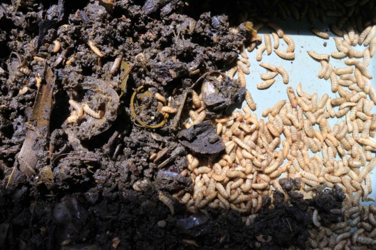 Pasukan Larva Pengurai Sampah di Banyumas