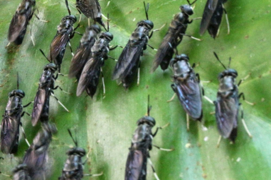 Pasukan Larva Pengurai Sampah di Banyumas