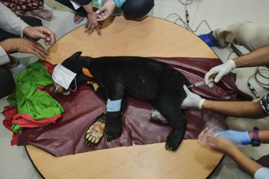 Terjerat Jebakan Babi di Aceh, Kaki Beruang Madu Ini Diamputasi