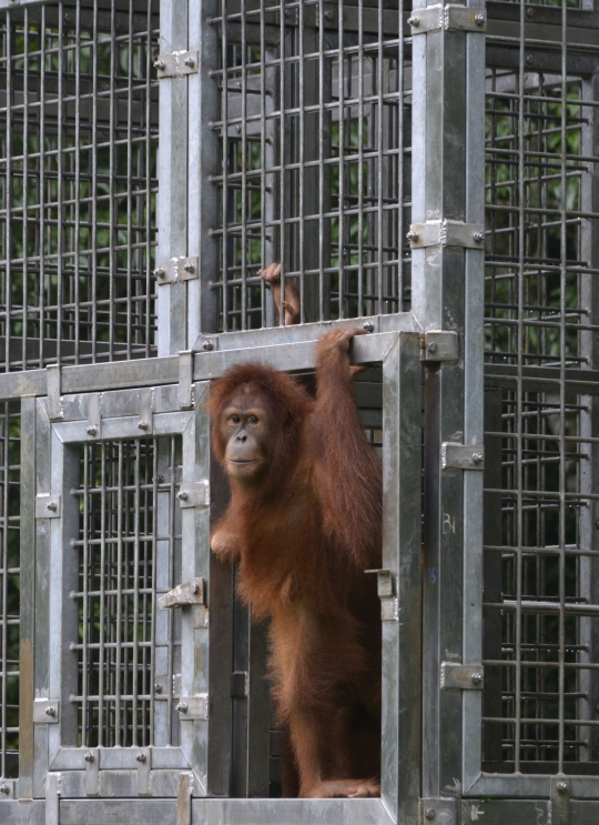 Melihat Pelepasan Dua Orangutan Sumatera di Aceh