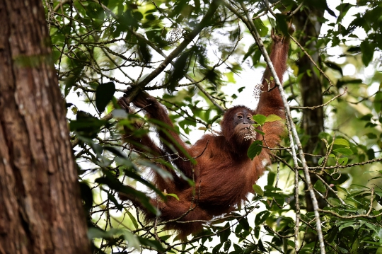 Melihat Pelepasan Dua Orangutan Sumatera di Aceh