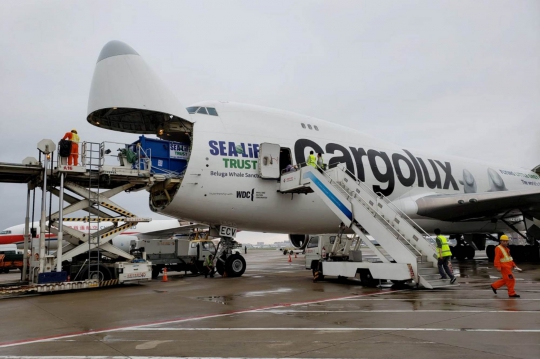 Jika Ikan Paus Dikirim dengan Pesawat Kargo