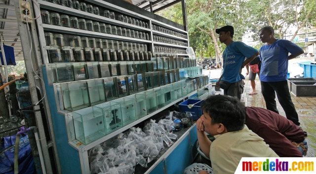 Foto Pedagang Ikan Dan Hewan Jatinegara Direlokasi Ke Lapangan
