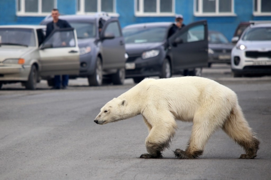 Potret Pilu Beruang Kutub Cari Makan Hingga ke Tengah Kota