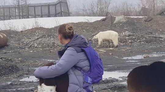Potret Pilu Beruang Kutub Cari Makan Hingga ke Tengah Kota