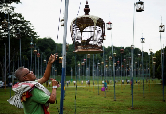 Serunya Kompetisi Burung Kicau Perkutut di Singapura