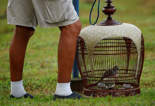 Serunya Kompetisi Burung Kicau Perkutut di Singapura
