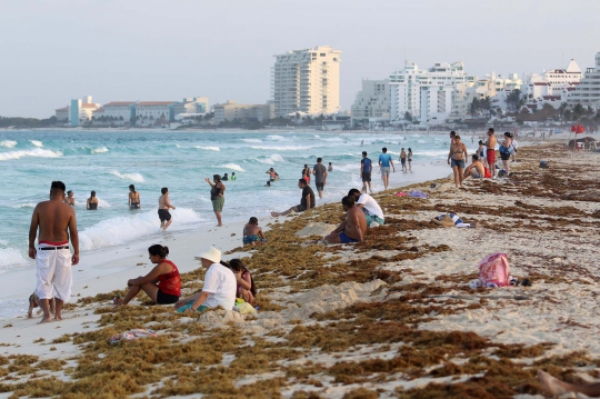 Hamparan Rumput Laut Cemari Pantai di Meksiko
