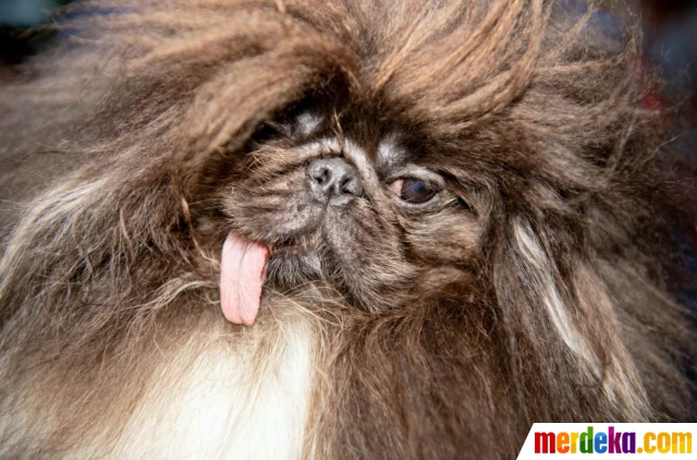 Foto Saat Anjing Berlomba Lomba Jadi Yang Terjelek Di Dunia