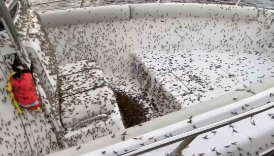 Jutaan Lalat Capung Mengerubungi Kapal Pesiar