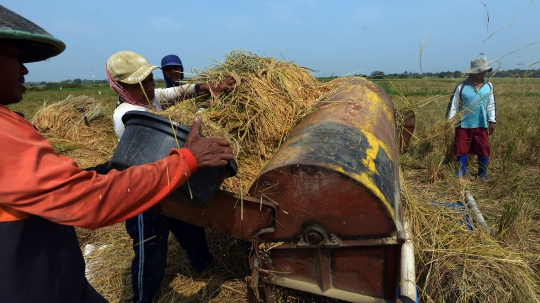 Cuaca Tak Menentu, Panen Padi Tak Puaskan Petani