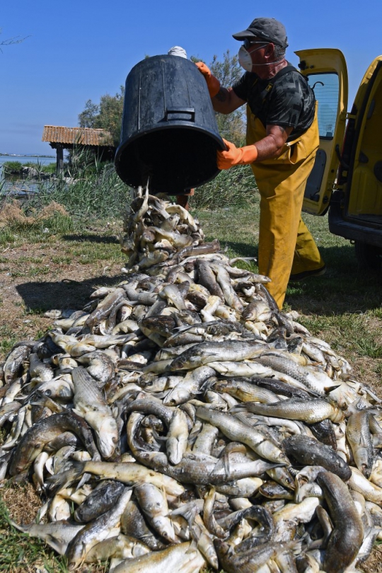 Cuaca Panas Sebabkan Berton-ton Ikan Mati di Prancis