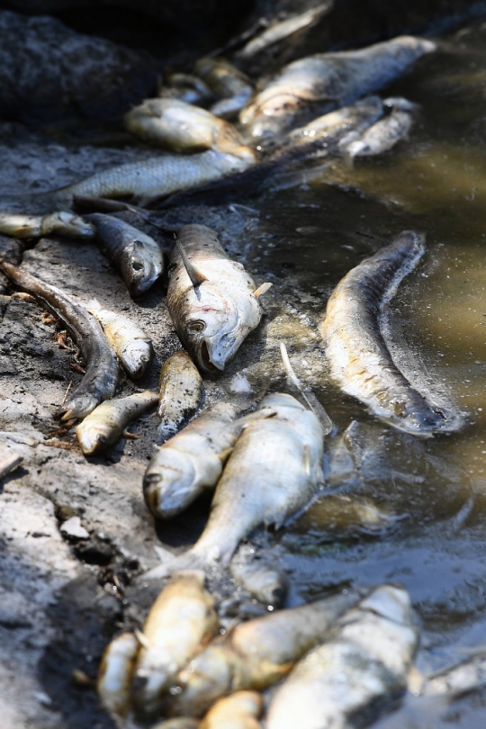 Cuaca Panas Sebabkan Berton-ton Ikan Mati di Prancis