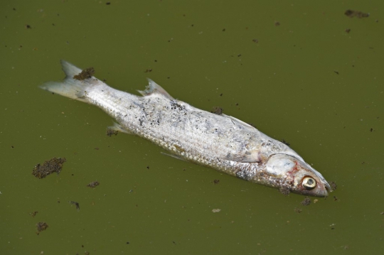 Cuaca Panas Sebabkan Berton-ton Ikan Mati di Prancis