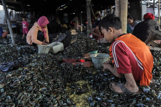 Potret Anak-Anak Pengupas Kerang Temani Ibunya Bekerja