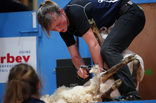 Melihat Kejuaraan Dunia Mencukur Bulu Domba